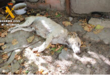 Rescatan a más de una decena de perros en Nava de la Asunción Rescate de 18 perros en Nava de la Asunción