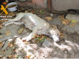 Rescatan a más de una decena de perros en Nava de la Asunción Rescate de 18 perros en Nava de la Asunción