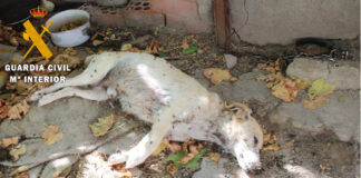 Rescatan a más de una decena de perros en Nava de la Asunción Rescate de 18 perros en Nava de la Asunción