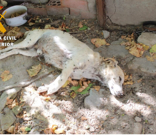 Rescatan a más de una decena de perros en Nava de la Asunción Rescate de 18 perros en Nava de la Asunción