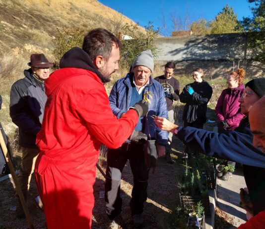Plantación de árboles en Segovia