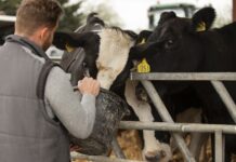 Las medidas contra la Dermatosis Nodular Contagiosa suspenden la exposición ganadera en Navafría Exposición ganadera Navafría