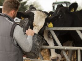 Exposición ganadera Navafría