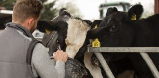 Exposición ganadera Navafría