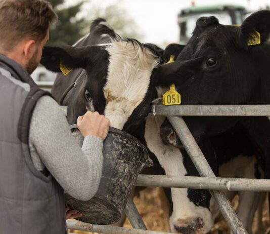 Las medidas contra la Dermatosis Nodular Contagiosa suspenden la exposición ganadera en Navafría Exposición ganadera Navafría