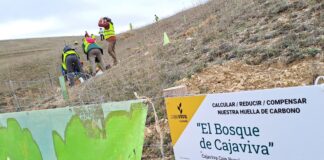 Segovia suma vida: más de 8.000 árboles en ‘El Bosque de Cajaviva’ Bosque de Cajaviva