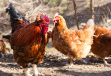 La Junta retira las zonas de vigilancia por gripe aviar pero mantiene la prohibición de concentraciones de aves