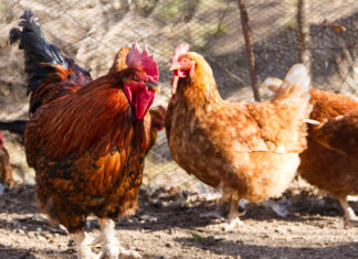 La Junta retira las zonas de vigilancia por gripe aviar pero mantiene la prohibición de concentraciones de aves