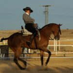 Competición hípica