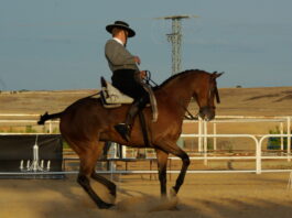 Segovia, centro de la competición hípica este fin de semana Competición hípica