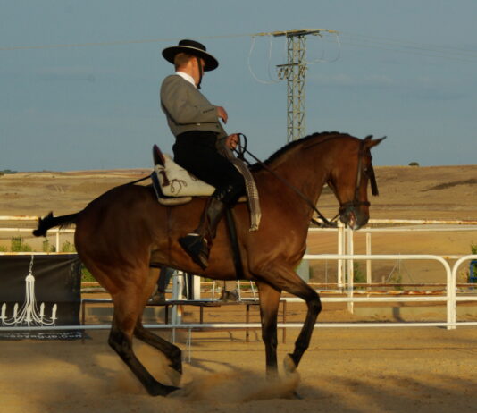 Competición hípica