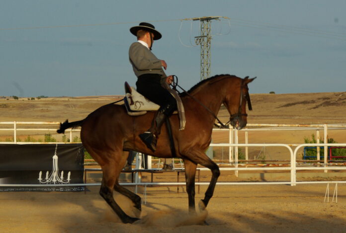 Competición hípica