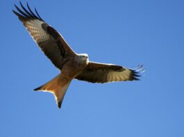 Eliminado en Segovia un punto negro de electrocución de aves tras la muerte de un milano real