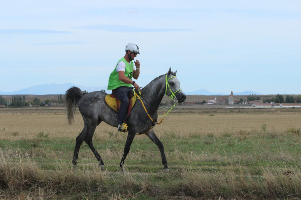 Competición hípica