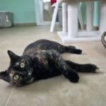 Gatitos en adopción