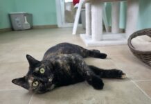 Dos gatitos con historias difíciles en busca de un hogar Gatitos en adopción