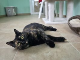 Gatitos en adopción