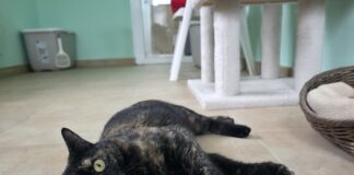 Dos gatitos con historias difíciles en busca de un hogar Gatitos en adopción