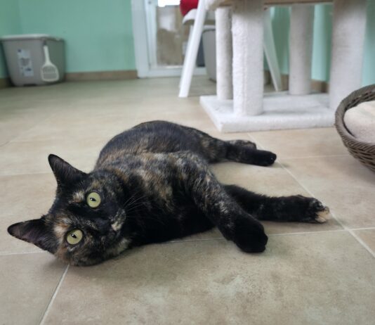 Dos gatitos con historias difíciles en busca de un hogar Gatitos en adopción