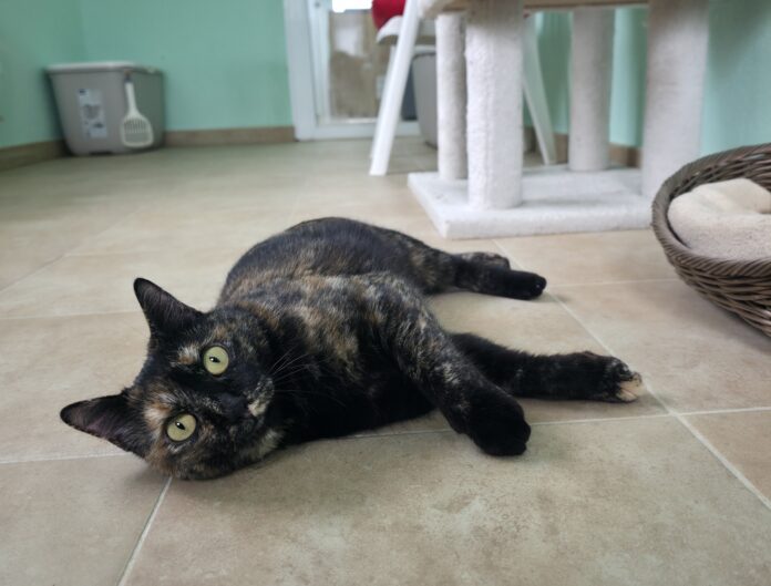 Gatitos en adopción