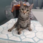 Cuatro oportunidades para dar amor y recibirlo esta Navidad Perros y gatos en adopción