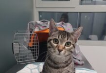 Perros y gatos en adopción