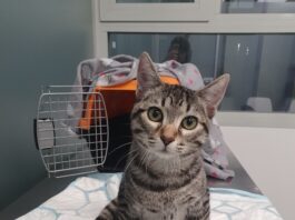 Perros y gatos en adopción