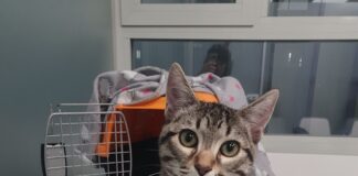 Perros y gatos en adopción