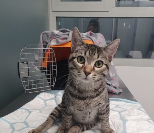 Perros y gatos en adopción