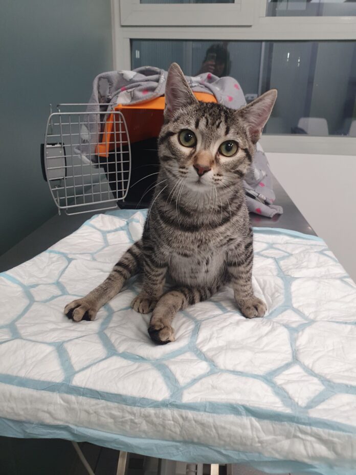 Perros y gatos en adopción