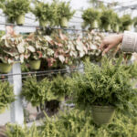 Zarzuela del Monte se abre paso en el emprendimiento rural con Arboland Viveros