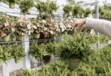 Zarzuela del Monte se abre paso en el emprendimiento rural con Arboland Viveros