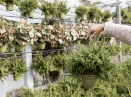 Zarzuela del Monte se abre paso en el emprendimiento rural con Arboland Viveros