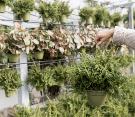 Zarzuela del Monte se abre paso en el emprendimiento rural con Arboland Viveros