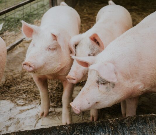 Castilla y León refuerza la vigilancia ante la peste porcina africana con un comité técnico regional