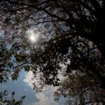 Puesta sol arboles freepinc