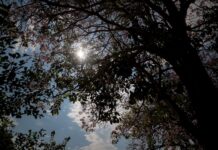 Puesta sol arboles freepinc