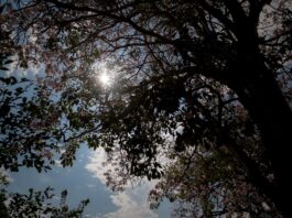 Puesta sol arboles freepinc