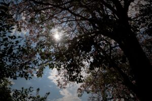 Puesta sol arboles freepinc