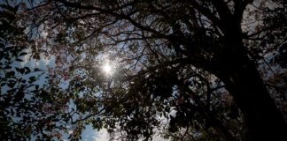 Puesta sol arboles freepinc