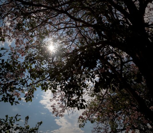 Puesta sol arboles freepinc