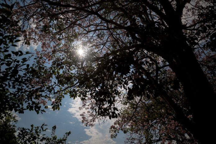 Puesta sol arboles freepinc