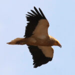 51 aniversario del Refugio de Rapaces de Montejo de la Vega