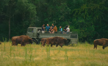 Safari de bisontes en un pueblo de Segovia