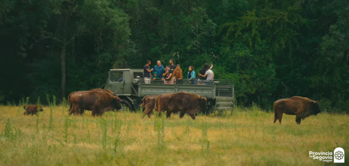Bisontes Finca Los Porretales Img captura de pantalla vídeo Prodestur
