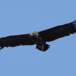 51 aniversario del Refugio de Rapaces de Montejo de la Vega