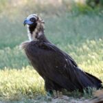 51 aniversario del Refugio de Rapaces de Montejo de la Vega