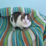 Gatas para adoptar en la Asociación para la defensa de los animales de Segovia