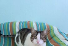 Dos gatas buscan hogar en este nuevo año Gatas para adoptar en la Asociación para la defensa de los animales de Segovia