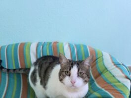 Dos gatas buscan hogar en este nuevo año Gatas para adoptar en la Asociación para la defensa de los animales de Segovia